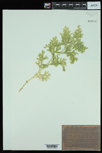 Selaginella uncinata image