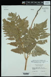 Pteridium aquilinum subsp. pseudocaudatum image