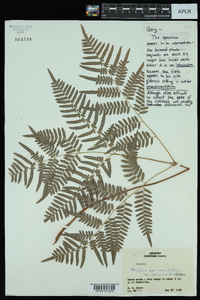 Pteridium aquilinum var. latiusculum image