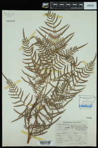 Pteridium aquilinum subsp. pseudocaudatum image