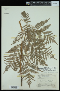 Pteridium aquilinum subsp. pseudocaudatum image