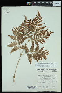 Pteridium aquilinum var. latiusculum image