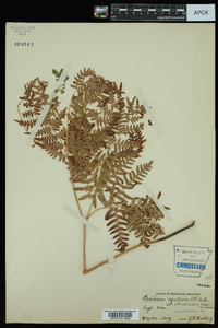 Pteridium aquilinum var. latiusculum image