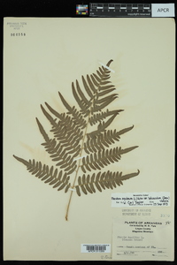 Pteridium aquilinum var. latiusculum image