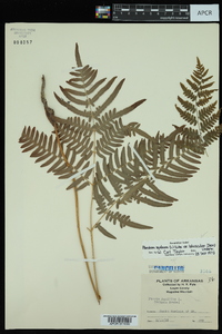 Pteridium aquilinum var. latiusculum image