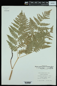 Pteridium aquilinum var. latiusculum image