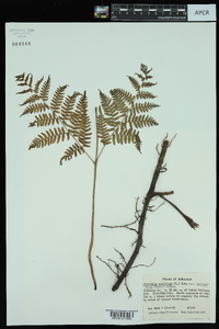 Pteridium aquilinum var. latiusculum image