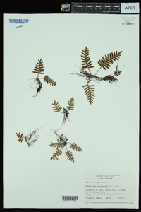 Polypodium polypodioides image