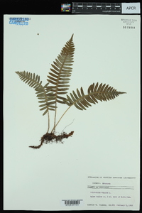 Polypodium vulgare image