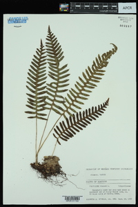 Polypodium vulgare image