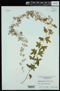 Lygodium palmatum image