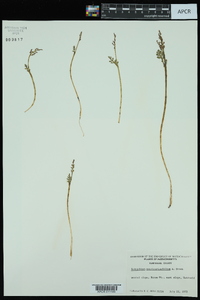 Botrychium matricariifolium image