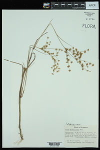 Juncus diffusissimus image