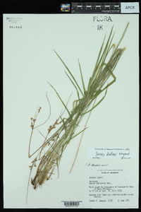 Juncus coriaceus image