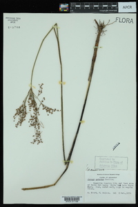 Juncus nodatus image