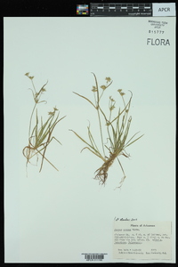Juncus repens image