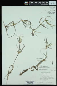 Juncus repens image