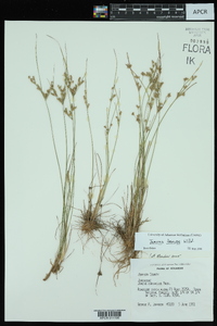 Juncus coriaceus image