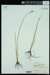 Sisyrinchium albidum image