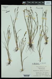 Sisyrinchium atlanticum image