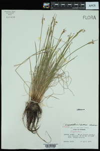 Sisyrinchium campestre image