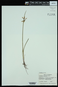 Sisyrinchium campestre image