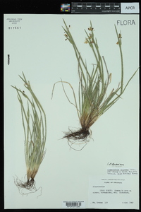 Sisyrinchium campestre image