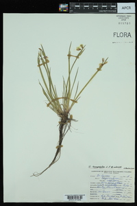 Sisyrinchium campestre image