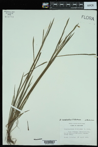 Sisyrinchium campestre image