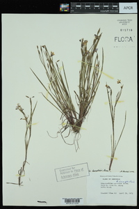 Sisyrinchium langloisii image