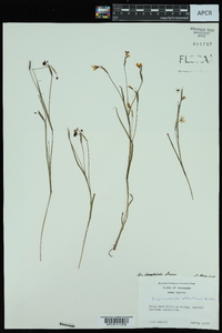 Sisyrinchium langloisii image