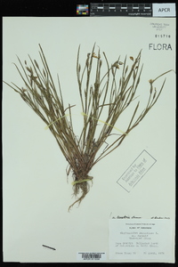 Sisyrinchium langloisii image