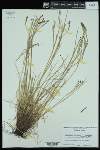 Sisyrinchium atlanticum image