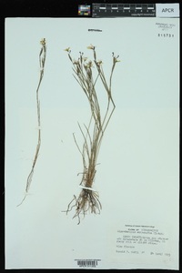 Sisyrinchium mucronatum image