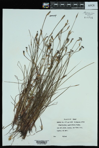 Sisyrinchium sagittiferum image