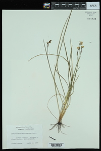 Sisyrinchium mucronatum image