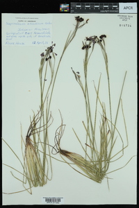 Sisyrinchium atlanticum image