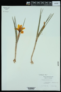 Crocus maesiacus image