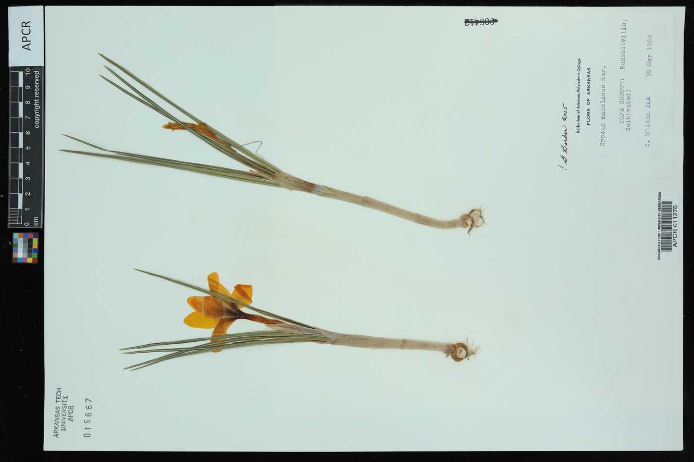 Crocus maesiacus image