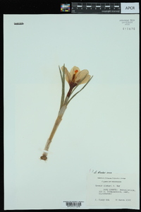 Crocus sieberi image