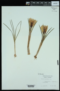 Crocus maesiacus image