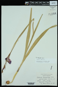 Gladiolus byzantinus image