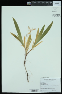 Iris cristata image