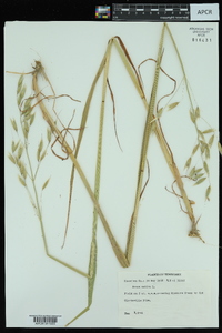 Avena sativa image