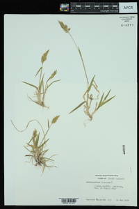 Anthoxanthum odoratum image