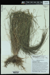 Aristida dichotoma var. dichotoma image