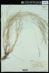 Aristida oligantha image