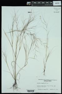 Aristida oligantha image