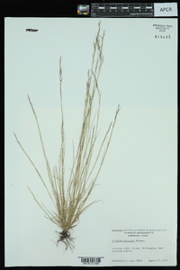 Aristida dichotoma image