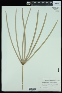 Serenoa repens image